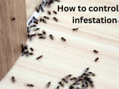 How to control ant infestation