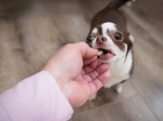 Why Immune Support Supplements Matter for Pets Immune Support Supplements