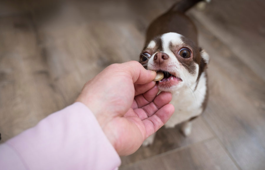 Immune Support Supplements